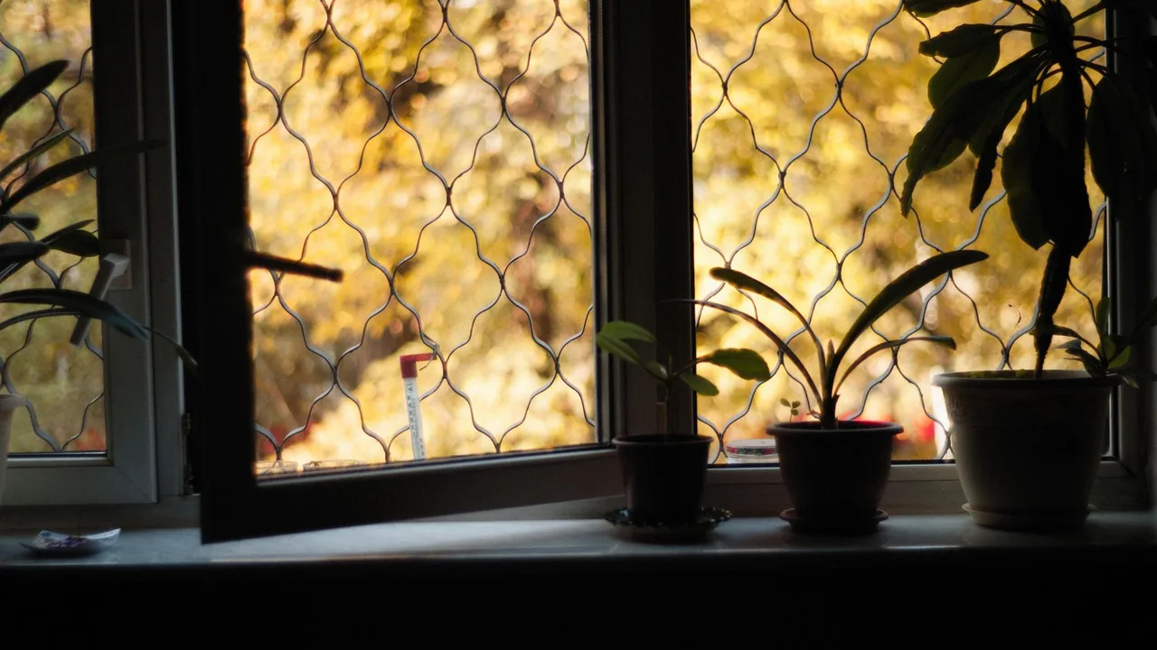 秋の木々が見える窓辺に並ぶ鉢植え